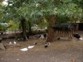 Smaller animals for the children