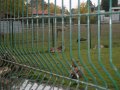 Some of the Park Animals